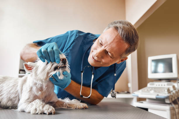 Best Emergency Broken Tooth Repair in Willcox, AZ